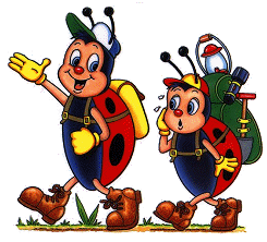 coccinelles